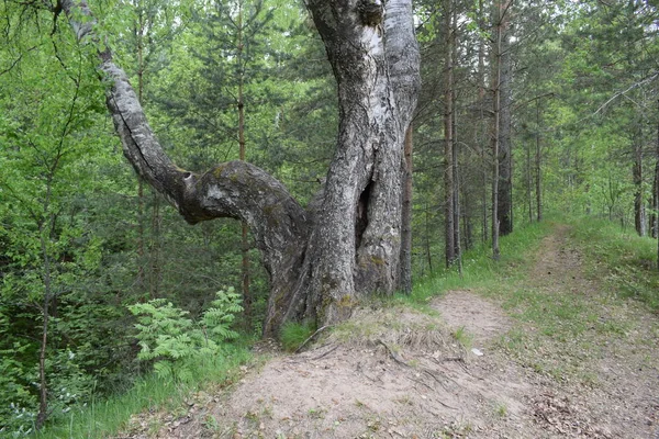 Дерева Лісі Мох Стовбурі Дерева — стокове фото