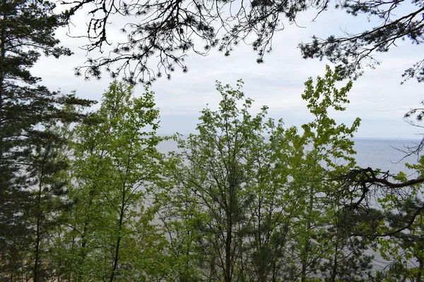 Vue Sur Mer Les Roches — Photo