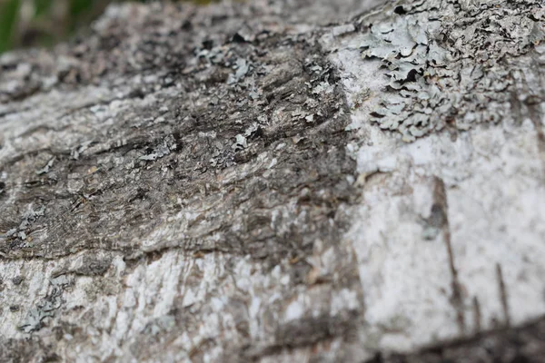 추상오래된 자작나무 — 스톡 사진