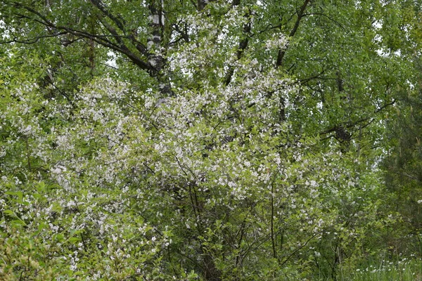 Çiçek açan ağaç, bahar günü, çiçek açan.