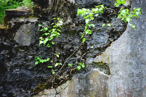 Fond Des Vieux Murs Plâtrés — Photo