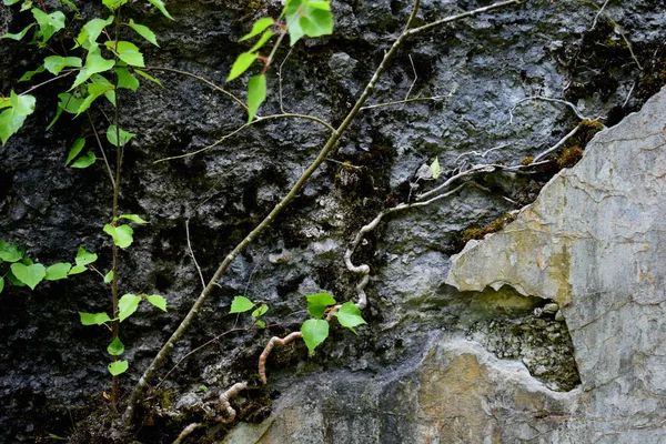 Fond Des Vieux Murs Plâtrés — Photo