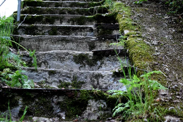 Escadaria Velha Coberto Com Grama — Fotografia de Stock