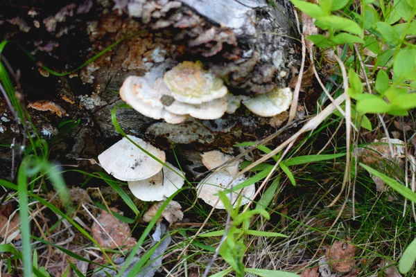 Fungal Growths Old Tree — Stock Photo, Image