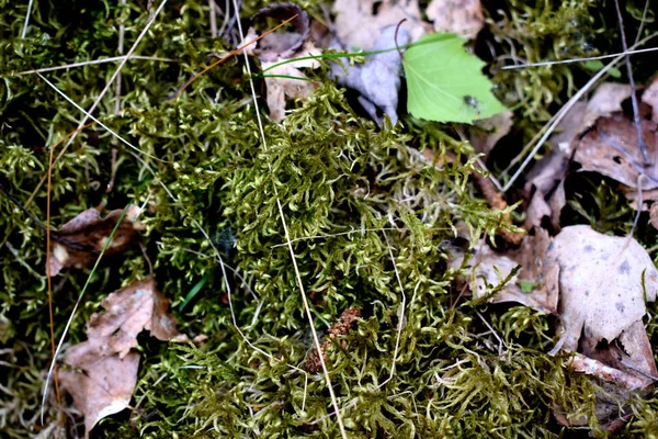 Forest Moss Fallen Leaves — Stock Photo, Image