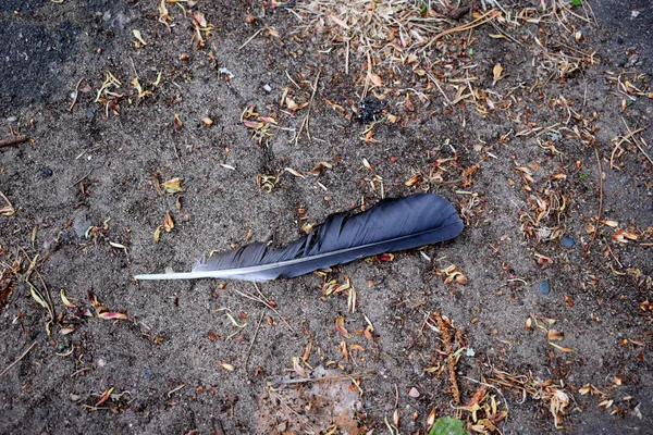 Bird Feather Fallen Ground — Stock Photo, Image