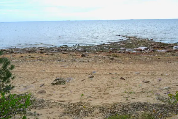 Meereslandschaft Sand Felsen Ufer Möwen — Stockfoto