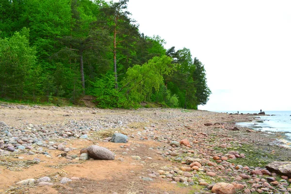 Meereslandschaft Sand Felsen Ufer Möwen — Stockfoto