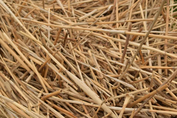 Background Dry Yellow Reeds — Stock Photo, Image