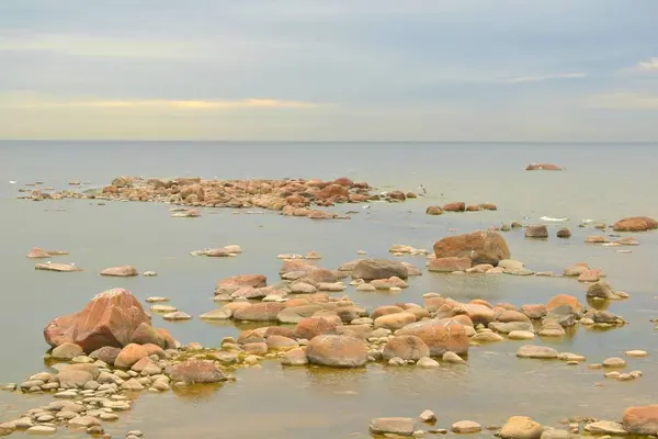 ビーチのカモメ 水中の石 — ストック写真