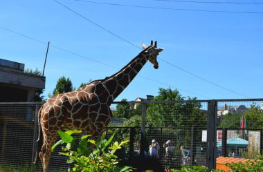 Hayvanat bahçesindeki zürafa.