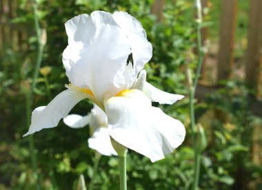 Parkta çiçekler, park, dinlenecek bir yer.