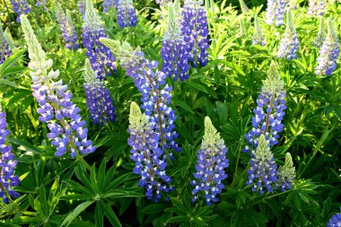 Parkta çiçekler, park, dinlenecek bir yer.