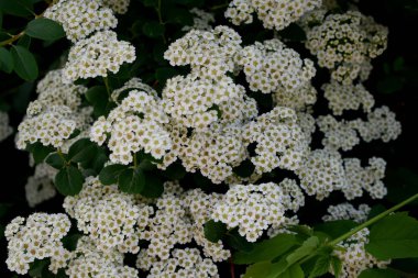 Parkta çiçekler, park, dinlenecek bir yer.