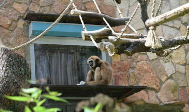 hayvanat bahçesinde bir salıncakta oynayan maymun