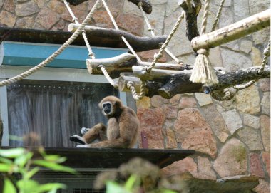 hayvanat bahçesinde bir salıncakta oynayan maymun