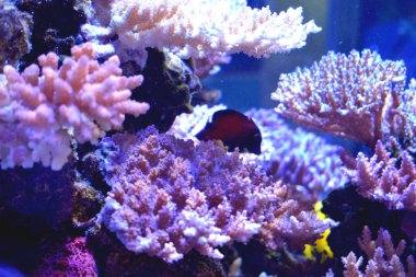 kırmızı mercan ve tropikal balık