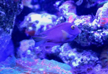 Akvaryumdaki tropikal balıklar