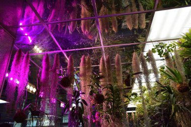 ampel bitkilerin soyut parlak arka plan