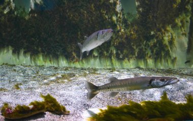 Akvaryumdaki tropikal balıklar