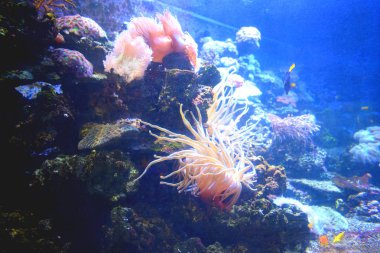 Akvaryumdaki tropikal balıklar