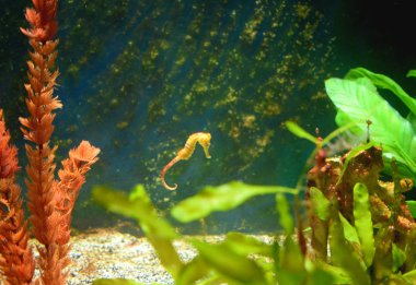 hayvanat bahçesinde akvaryumda denizatı