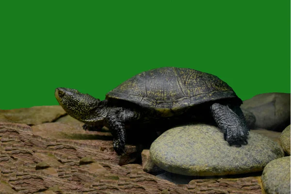 Черепаха Вольере Зоопарка — стоковое фото