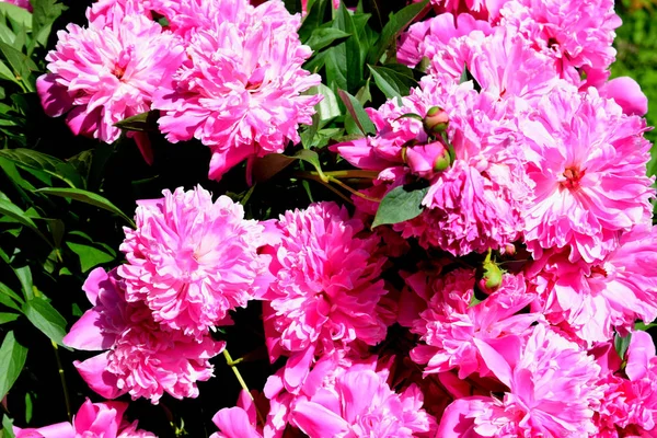 Flores Brilhantes Dia Verão Canteiro Flores — Fotografia de Stock