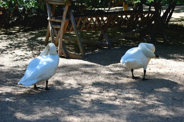 Gans Zoogehege — Stockfoto