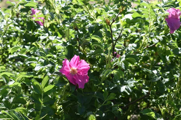 Parkta yeşil bitkiler