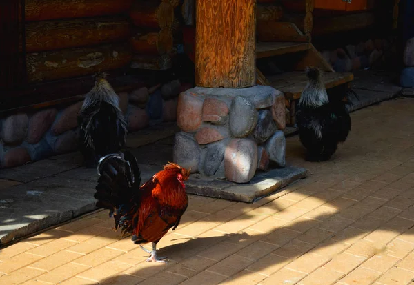 Kogut Zagrodzie Zoo — Zdjęcie stockowe