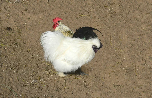 Gallo Nel Recinto Dello Zoo — Foto Stock