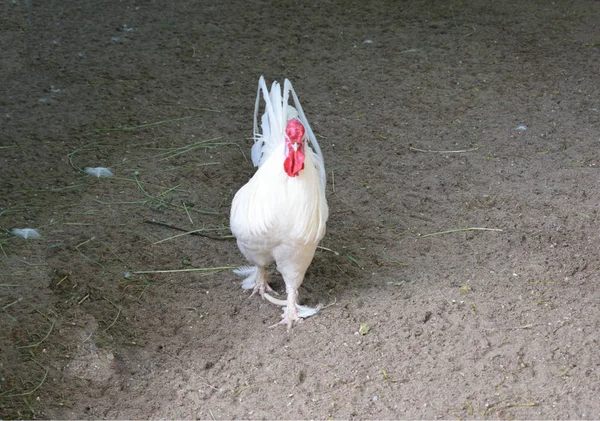 Coq Dans Enceinte Zoo — Photo