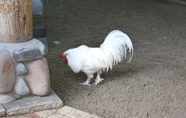 動物園の囲いの中の鶏は — ストック写真