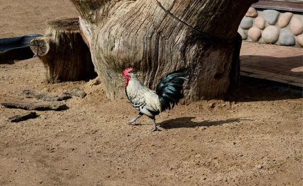 Coq Dans Enceinte Zoo — Photo