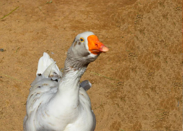 Ganso Recinto Jardim Zoológico — Fotografia de Stock