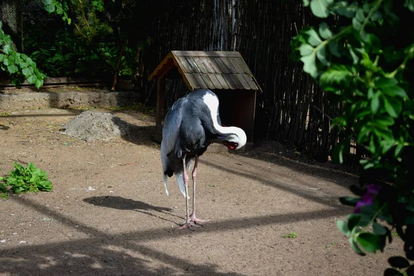 Aves Exóticas Zoológico —  Fotos de Stock