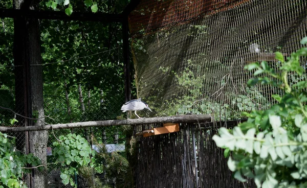 Aves Exóticas Zoológico — Foto de Stock