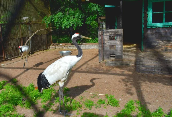 Aves Exóticas Zoológico —  Fotos de Stock