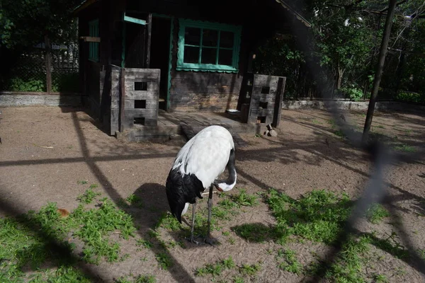 Aves Exóticas Zoológico — Fotografia de Stock