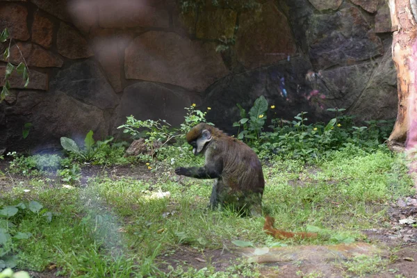 Singe Jouer Sur Une Balançoire Dans Zoo — Photo