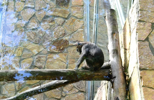 Μαϊμού Παίζει Μια Κούνια Στο Ζωολογικό Κήπο — Φωτογραφία Αρχείου