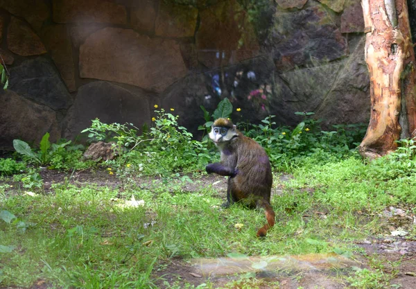 Singe Jouer Sur Une Balançoire Dans Zoo — Photo