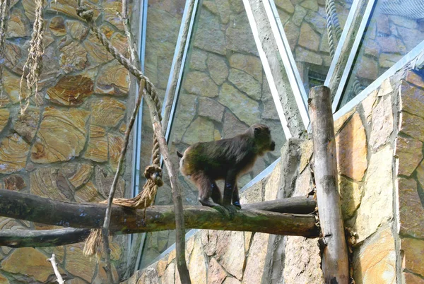 Mono Jugando Columpio Zoológico — Foto de Stock