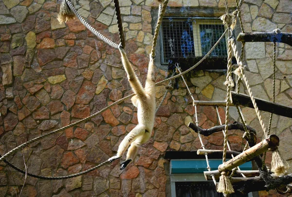 Singe Jouer Sur Une Balançoire Dans Zoo — Photo