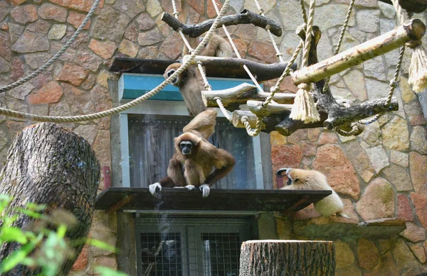 Singe Jouer Sur Une Balançoire Dans Zoo — Photo