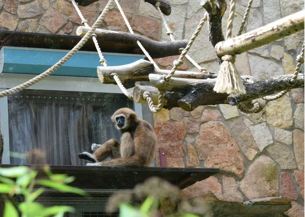 Singe Jouer Sur Une Balançoire Dans Zoo — Photo