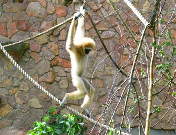 Mono Jugando Columpio Zoológico —  Fotos de Stock
