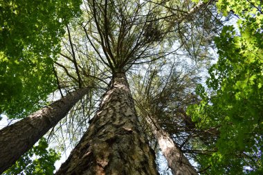 Yaz parkında ağaçlar