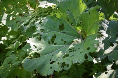 tırtıllar tarafından yenen burdock yaprakları